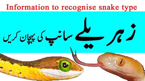 snake slither meaning in urdu